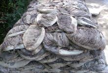Bulk Orders available for our Frozen Beef Tripes / Salted Omasum.