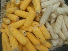  Non   GMO  white maize/Yellow  corn / Non - GMO  soybean seed