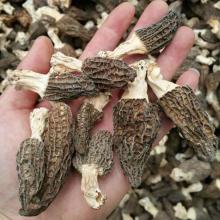 Factory Price Premium Chinese Cultivated Dried Morel Mushroom with Stem 2CM