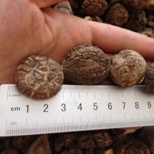 Factory Price Bulk Dried Brown Smooth Shiitake Mushroom Whole with Cap 4-6CM
