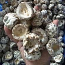 Factory Price Bulk Dried White Flower Shiitake Mushroom Whole without Stem