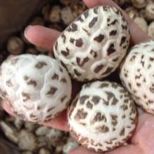 Factory Price Bulk Dried White Flower Shiitake Mushroom Whole with Cap 3-4CM