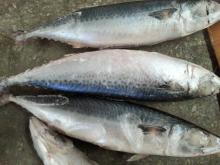 Seafoods landing  frozen  mackerel  Quick  Freezing