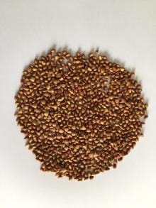 China brown  roasted   buckwheat   kernel 