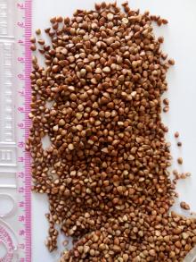 Top quality low price buckwheat kernel