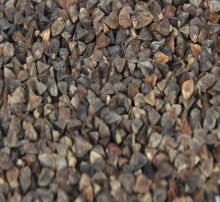 Sweet buckwheat