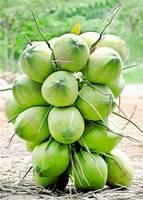 FRESH GREEN COCONUT/ Top Quality Fresh Young Coconuts