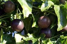 FRESH PASSION FRUIT/ BIG PASSION FRUIT FOR SALE