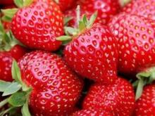 WholesaIe IQF/Frozen  bulk  Strawberry whole Grade A new crop