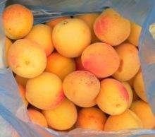 Fresh apricot, Organic Fresh apricot, Fresh Apricot fruit for sale.