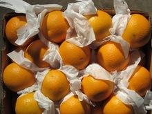 Fresh Naval and  Valencia   Orange s, Navel   Valencia   Orange s, Valencia   Orange s for sale