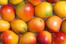 Farm Fresh Sweet Mango for sale/ fresh mango for export