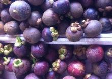 Fresh Mangosteen fruits for sales