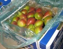 Forelle (Vermont Beauty) Pears/ Fresh Pear For Sale