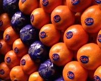 Fresh Clementines For Sale