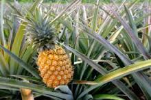 HIGH QUALITY  FRESH   PINEAPPLE 