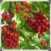 Premium Grade Cherry  fruit s