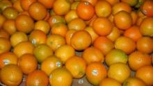 Fresh Navel oranges/Fresh Lemons/Fresh Mandarins/Fresh valencia oranges/Fresh Lime