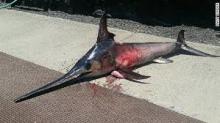 Swordfish,Frozen Swordfish, Live Swordfish