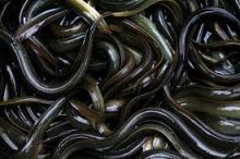 Eels,Frozen Eels, Live Eels
