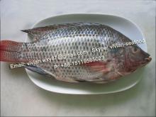 China  Frozen   Black   Tilapia  Fish Whole Round (Oreochromis Niloticus)