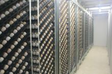 Fresh Table and Broiler Eggs
