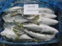  FROZEN   YELLOW   TAIL  AMBERJACK