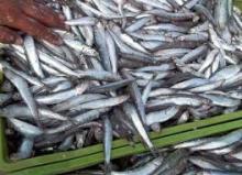  frozen  anchovy fish