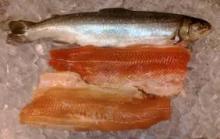 Arctic Char (Trout) fillets