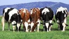 Live Friesian Holstein Cows.Pregnant Holstein Cow