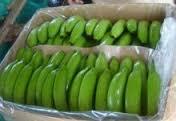 Fresh Green Cavendish Banana for Sale