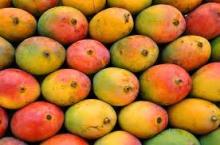 Fresh Mangos, Mangos
