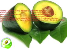 AVOCADO