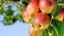 Fresh Apple Fruits