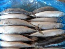  Frozen   Sea   Food 