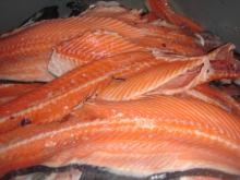 Salmon Backbone