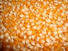 Best Quality Yellow Corn