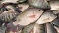 Frozen Tilapia Fish