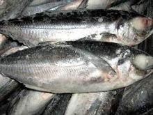  New   Frozen   Mackerel  Fish Whole Round