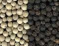 Black Pepper and White Pepper