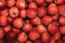 Royal Gala Apples, Red Delicious Apple