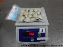 FROZEN COOKED WHOLE WHITE CLAM SHELL ON