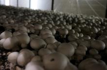  Mushroom  equipment of LED  light ing system, best solution for  mushroom  houses