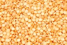  Split   Yellow   Peas 