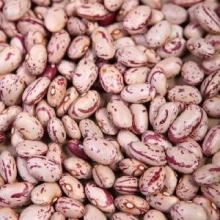 New Crop  Purple   Speckled   Kidney   Beans 