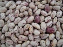Sugar Beans | Kidney Beans | Mung Beans