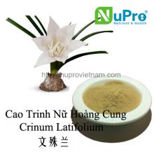 Crinum latifolium extract