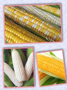 Corn