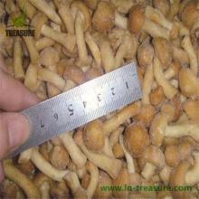 IQF frozen pholiota nameko