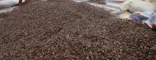 Cocoa Beans